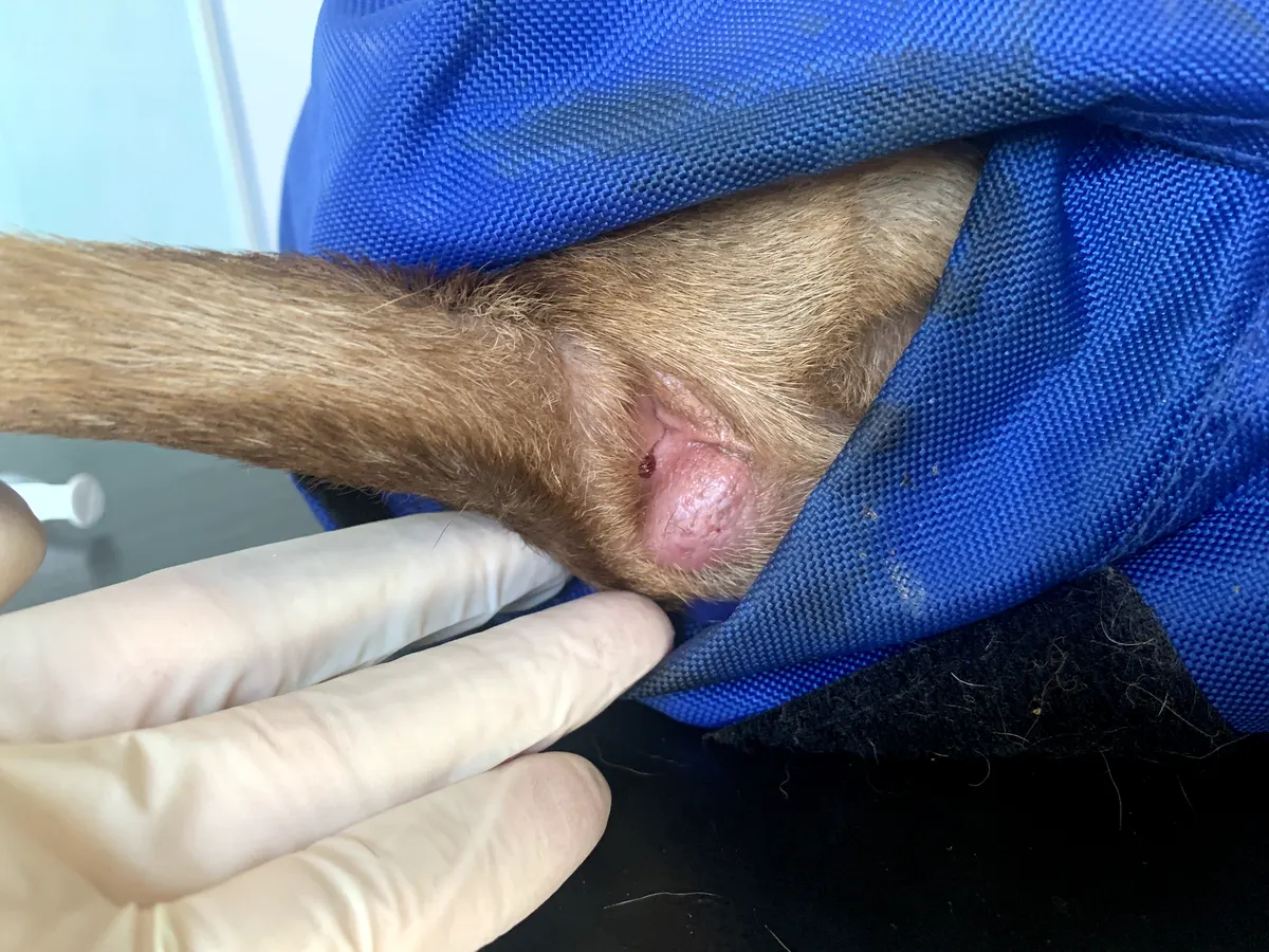 Raised pink nodule on a dog's leg indicated by a gloved hand