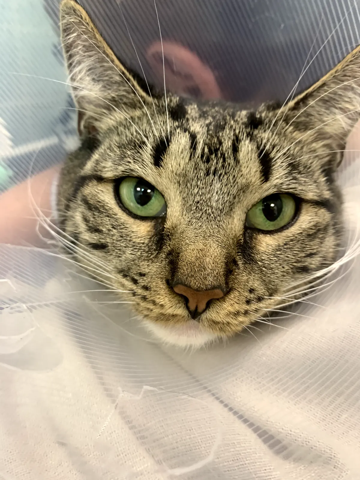 Cat in a recovery collar after oncology surgery