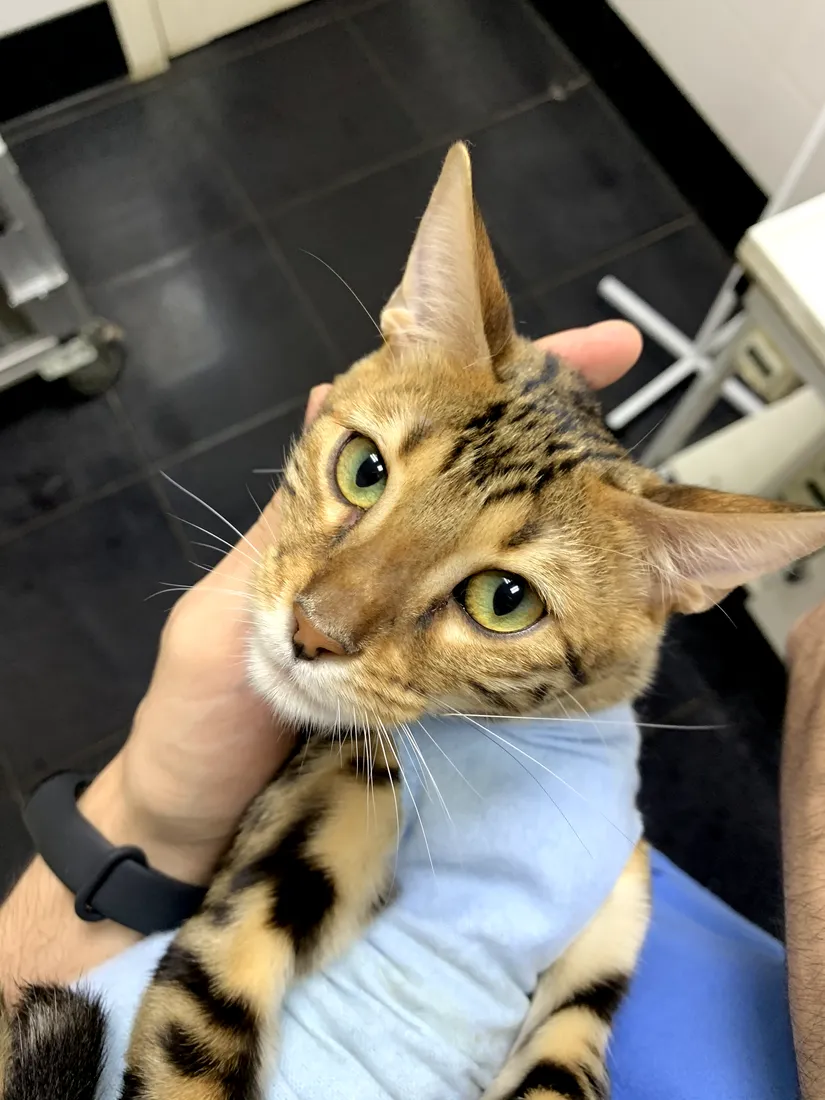Cat held gently by a clinician during an examination