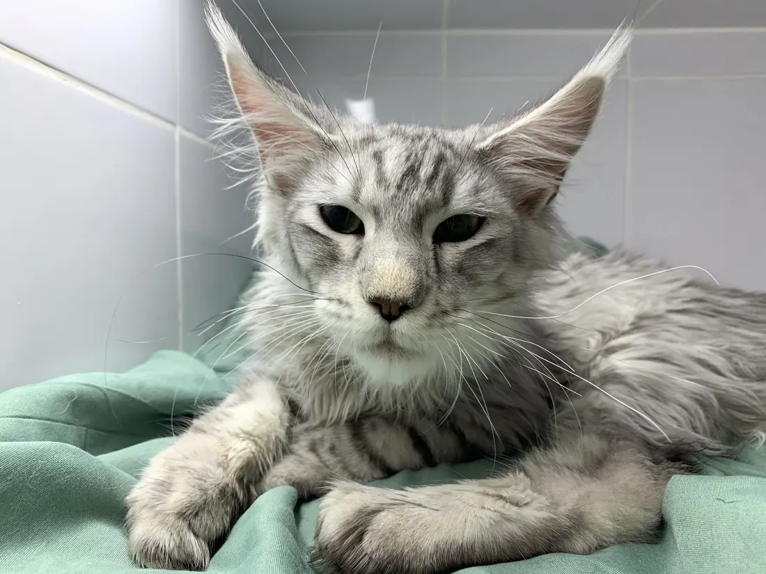 Cat resting on a blanket in a veterinary clinic enclosure