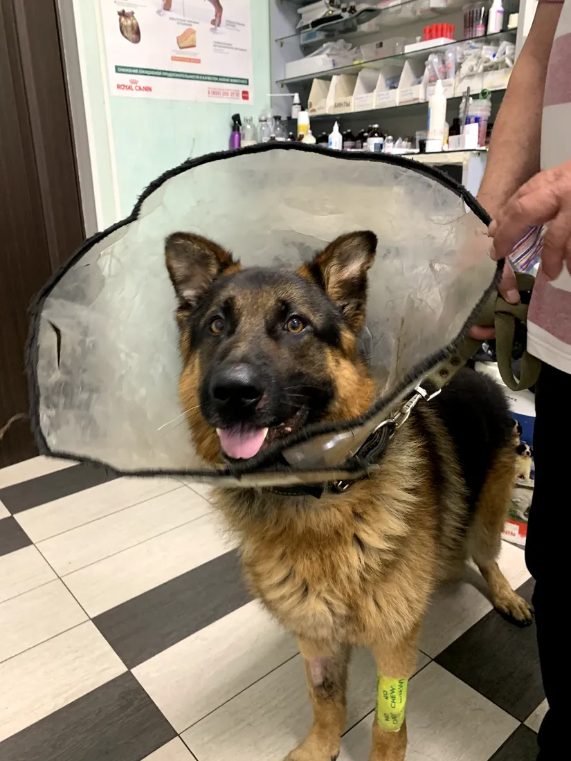 German shepherd in a recovery collar standing alert in a veterinary clinic