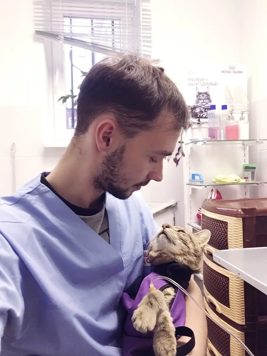 Dr. Alex Strelkov holding a cat with an intravenous line during supportive care